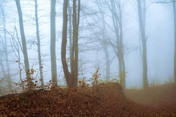 Kayın ormanında sabahın erken saatlerinde sis vardı. — Stok fotoğraf