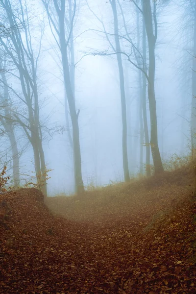 Frühmorgens im Buchenwald bei Nebel — Stockfoto