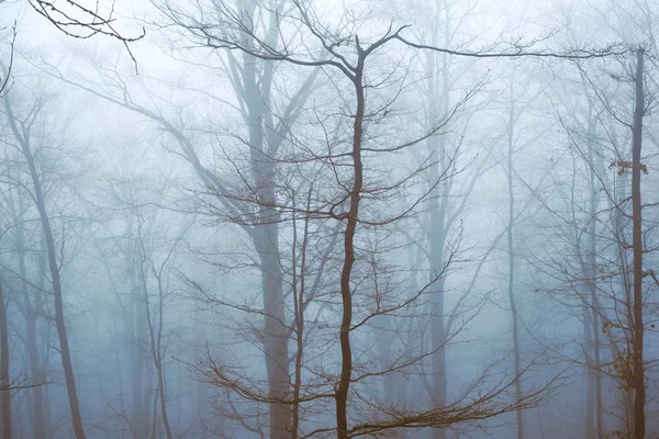 Frühmorgens im Buchenwald bei Nebel — Stockfoto