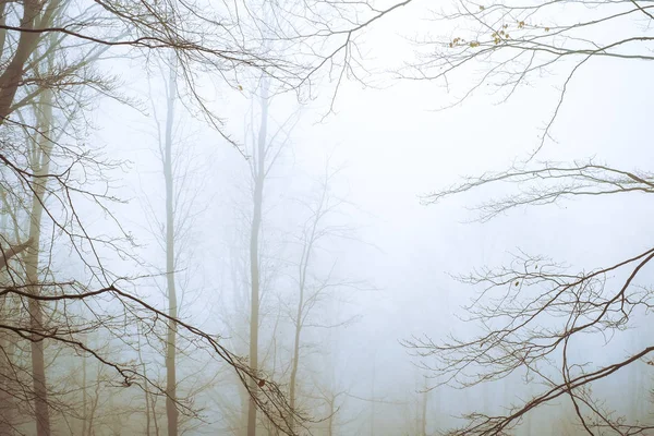 De manhã cedo na floresta de faia com nevoeiro — Fotografia de Stock