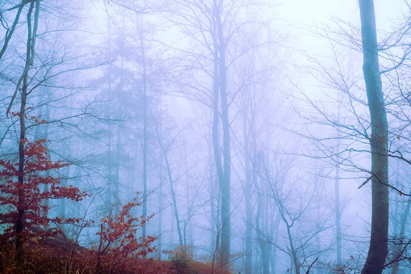 De manhã cedo na floresta de faia com nevoeiro — Fotografia de Stock