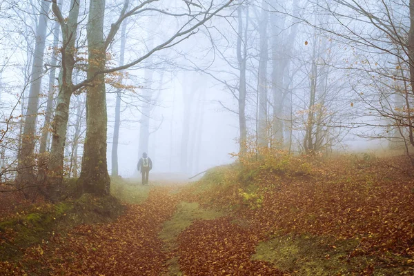 Homem na floresta de faia com nevoeiro — Fotografia de Stock