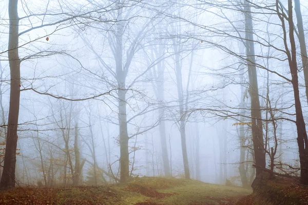 Tidig morgon i bokskogen med dimma — Stockfoto