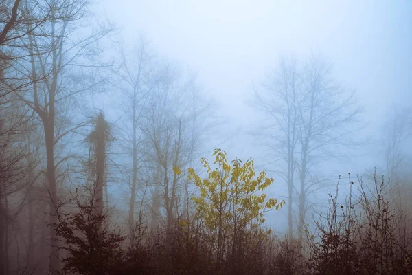 Kora reggel a bükkerdőben, ködben. — Stock Fotó