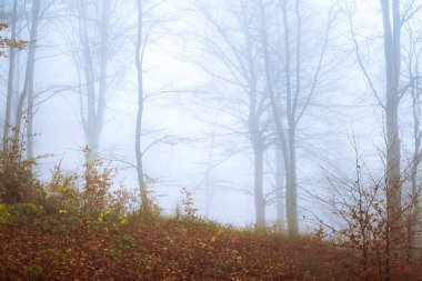 Kayın ormanında sabahın erken saatlerinde sis vardı.