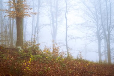 Kayın ormanında sabahın erken saatlerinde sis vardı.