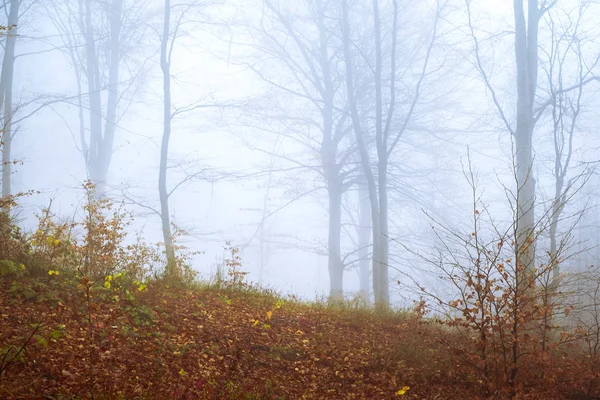De manhã cedo na floresta de faia com nevoeiro — Fotografia de Stock