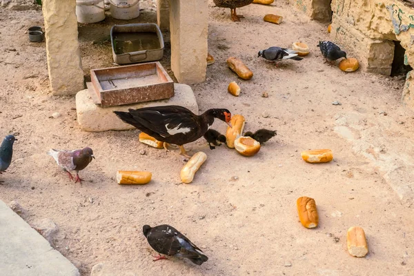 Kachní vesnice na Maltě — Stock fotografie