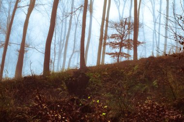 Kayın ormanında sabahın erken saatlerinde sis vardı.