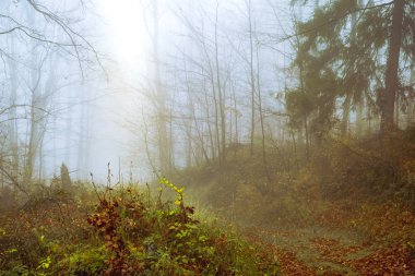 Kayın ormanında sabahın erken saatlerinde sis vardı.