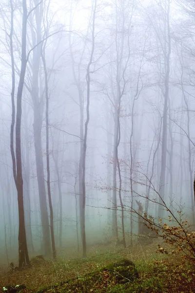 Temprano en la mañana en el bosque de hayas con niebla —  Fotos de Stock