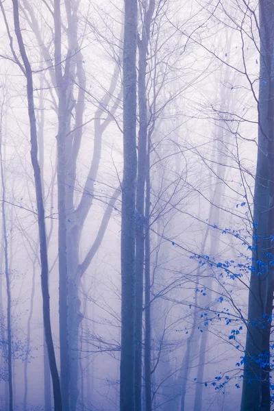 Tôt le matin dans la forêt de hêtres avec brouillard — Photo