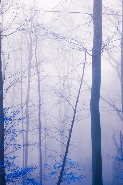 Brzy ráno v bukovém lese s mlhou — Stock fotografie