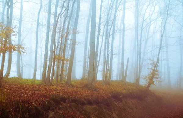 Brzy ráno v bukovém lese s mlhou — Stock fotografie