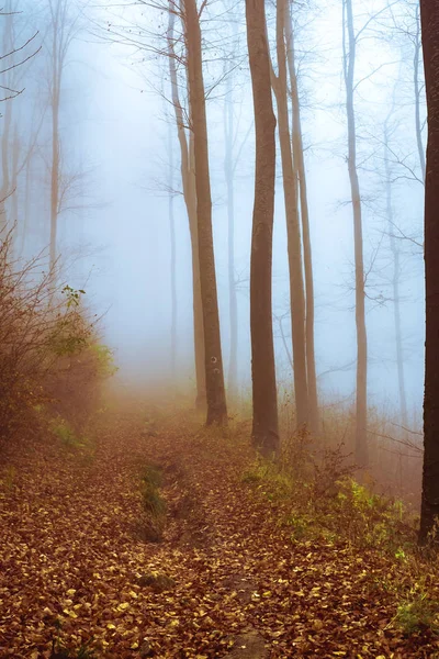 너도밤나무 숲에서 안개가 자욱 한 이른 아침 — 스톡 사진