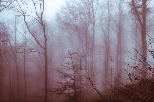 De manhã cedo na floresta de faia com nevoeiro — Fotografia de Stock