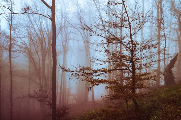 De manhã cedo na floresta de faia com nevoeiro — Fotografia de Stock