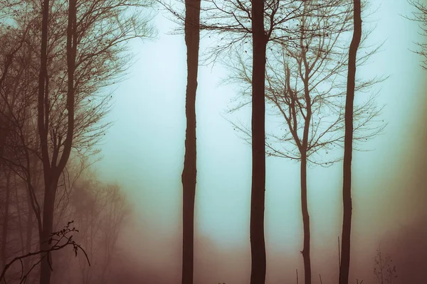 清晨，在雾蒙蒙的山毛榉林中， — 图库照片