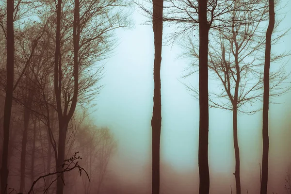 Brzy ráno v bukovém lese s mlhou — Stock fotografie