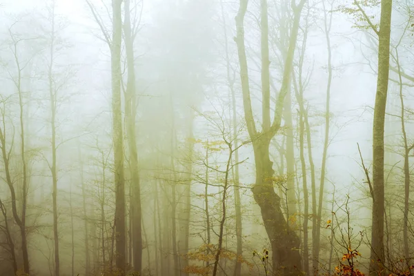 Temprano en la mañana en el bosque de hayas con niebla —  Fotos de Stock