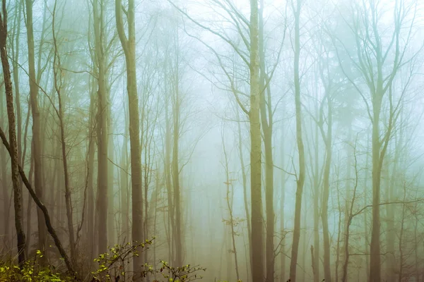 Temprano en la mañana en el bosque de hayas con niebla — Foto de Stock