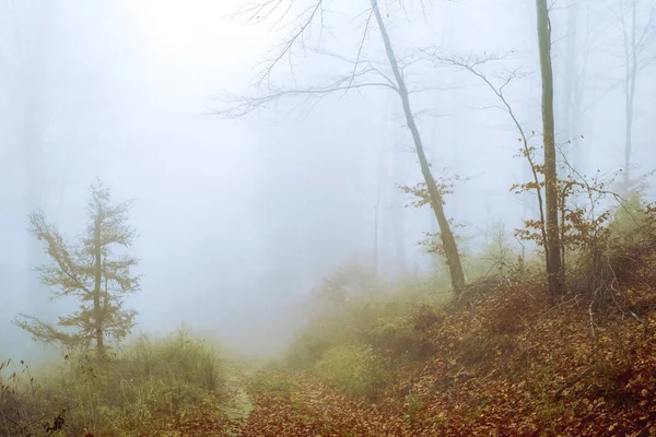 Tôt le matin dans la forêt de hêtres avec brouillard — Photo