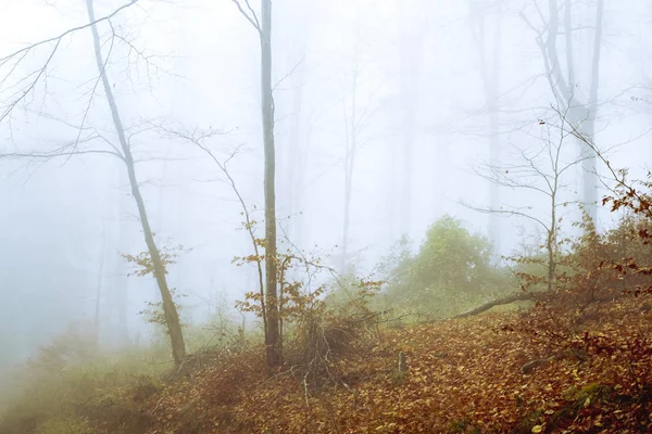 Ранним утром в буковом лесу с туманом — стоковое фото