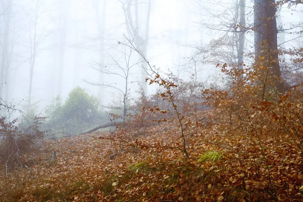 Frühmorgens im Buchenwald bei Nebel — Stockfoto