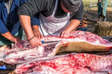 Kasaplar bir domuzu katlediyor.