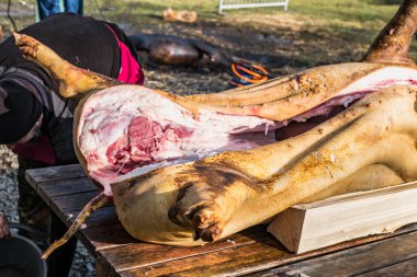 Kasaplar bir domuzu katlediyor.