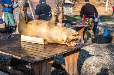 Kasaplar bir domuzu katlediyor.