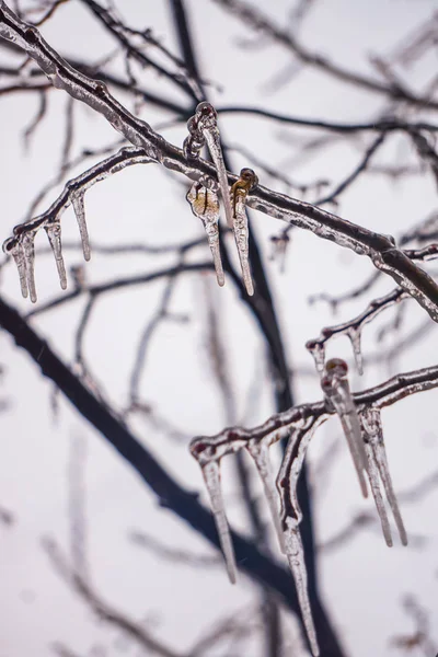 Freezing rain on the branches with red buds — Stock Photo, Image