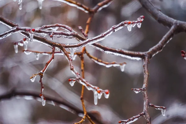 Gefrierender Regen auf den Zweigen mit roten Knospen — Stockfoto