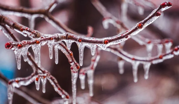 Gefrierender Regen auf den Zweigen mit roten Knospen — Stockfoto