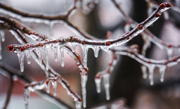 Freezing rain on the branches with red buds — Stock Photo, Image