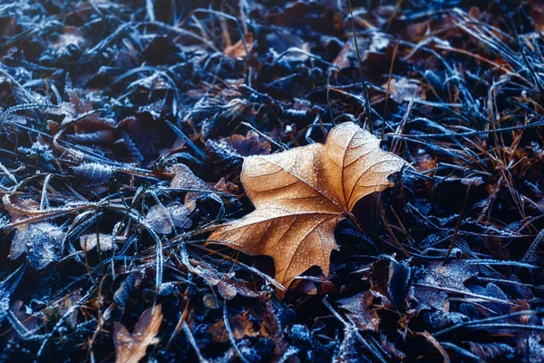 Folhas de outono congeladas na floresta — Fotografia de Stock