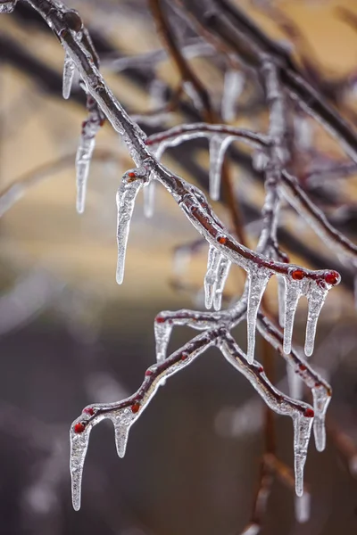 Chuva gelada nos ramos com botões vermelhos — Fotografia de Stock
