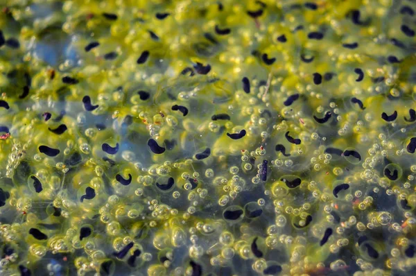 Frogspawn egy tó a víz felett — Stock Fotó
