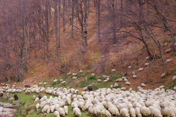 Flock of sheep and donkeys on the bank of the river near the aut — Stock Photo, Image