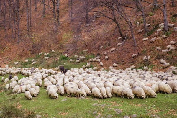 Stádo ovcí a Oslu na břehu řeky u aut — Stock fotografie