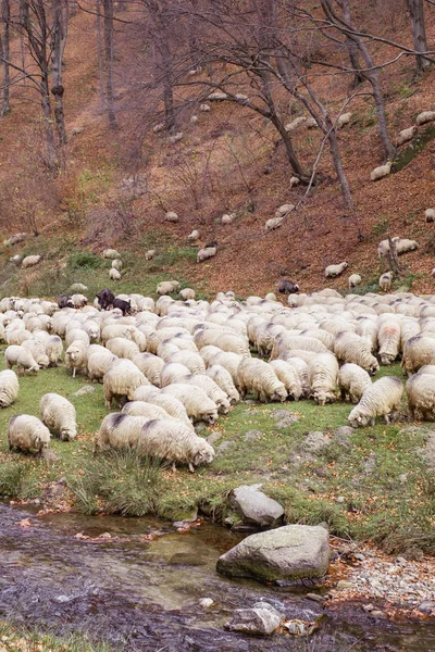 Stádo ovcí a Oslu na břehu řeky u aut — Stock fotografie