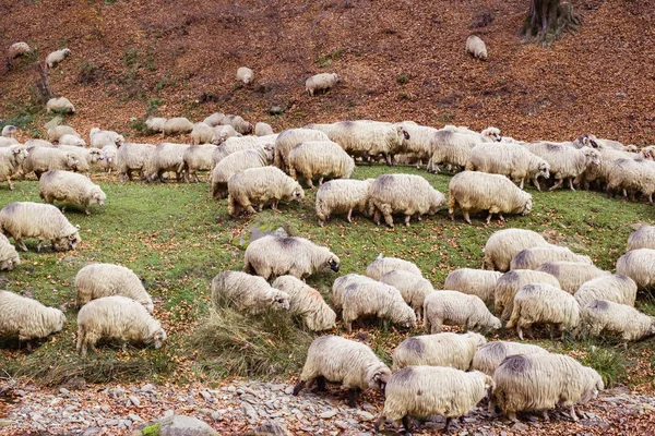 Stádo ovcí a Oslu na břehu řeky u aut — Stock fotografie