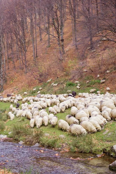 Rebaño de ovejas y burros en la orilla del río cerca del aut — Foto de Stock