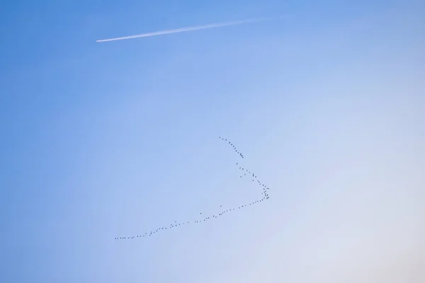 Migration of birds and airplane