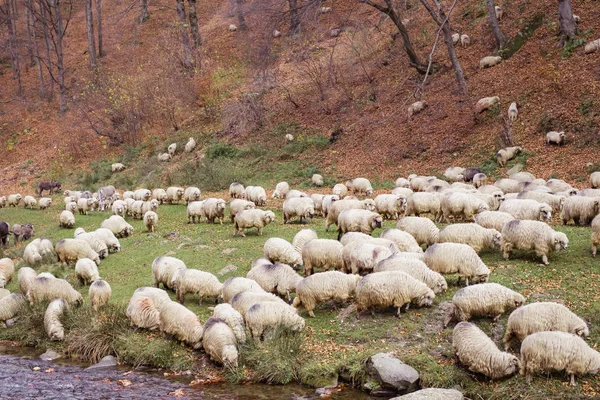 Stádo ovcí a Oslu na břehu řeky u aut — Stock fotografie