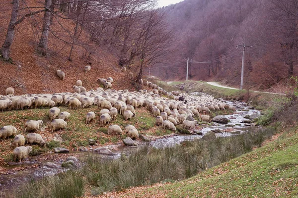 Rebaño de ovejas y burros en la orilla del río cerca del aut — Foto de Stock