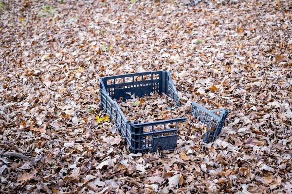 Caja de plástico lanzada en las hojas secas — Foto de Stock