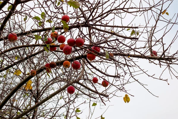 Röda äpplen på trädet grenar — Stockfoto