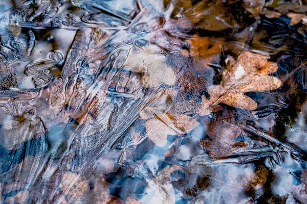 Dried leaves frozen under water — Stock Photo, Image