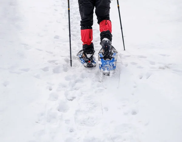 Homem em sapatos de neve com postes de trekking é a neve na floresta — Fotografia de Stock